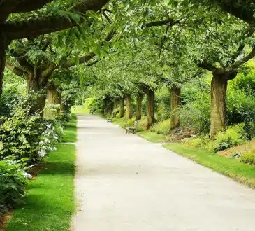 pathway underneath trees