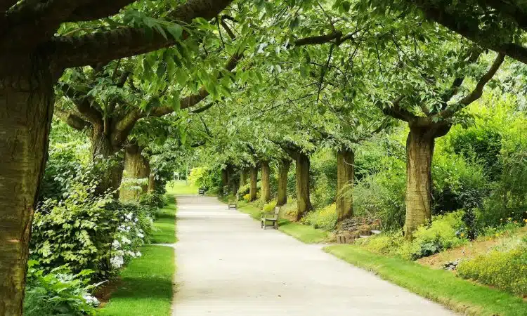 pathway underneath trees
