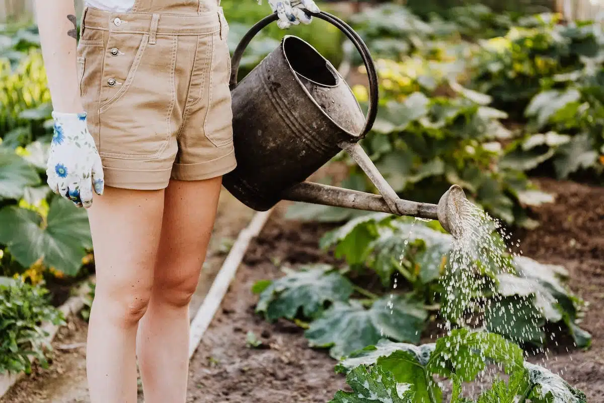 arrosage potager