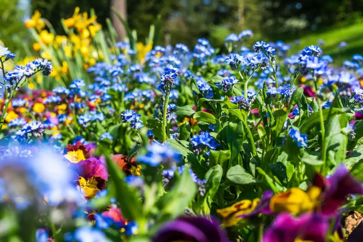 massifs fleurs