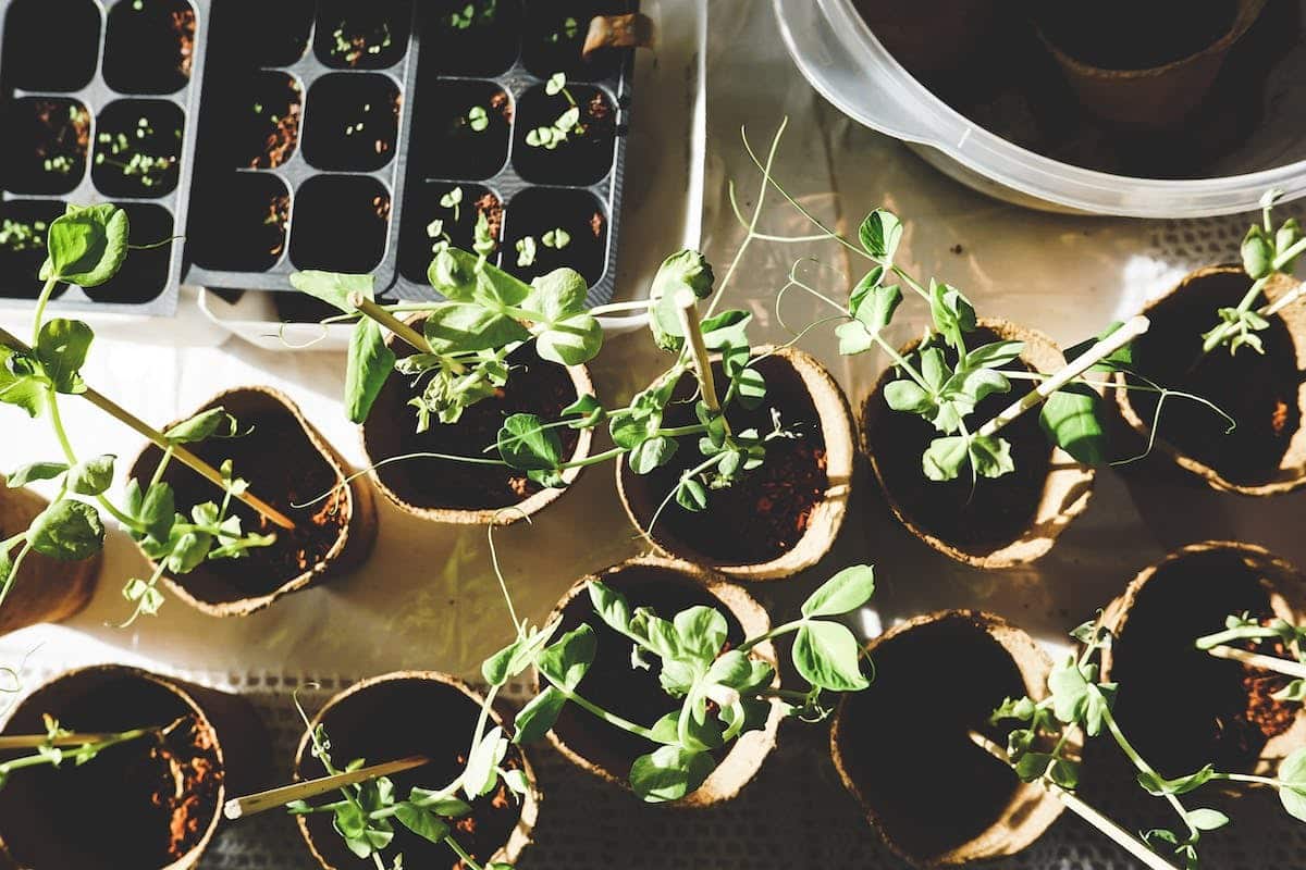 potager préparation