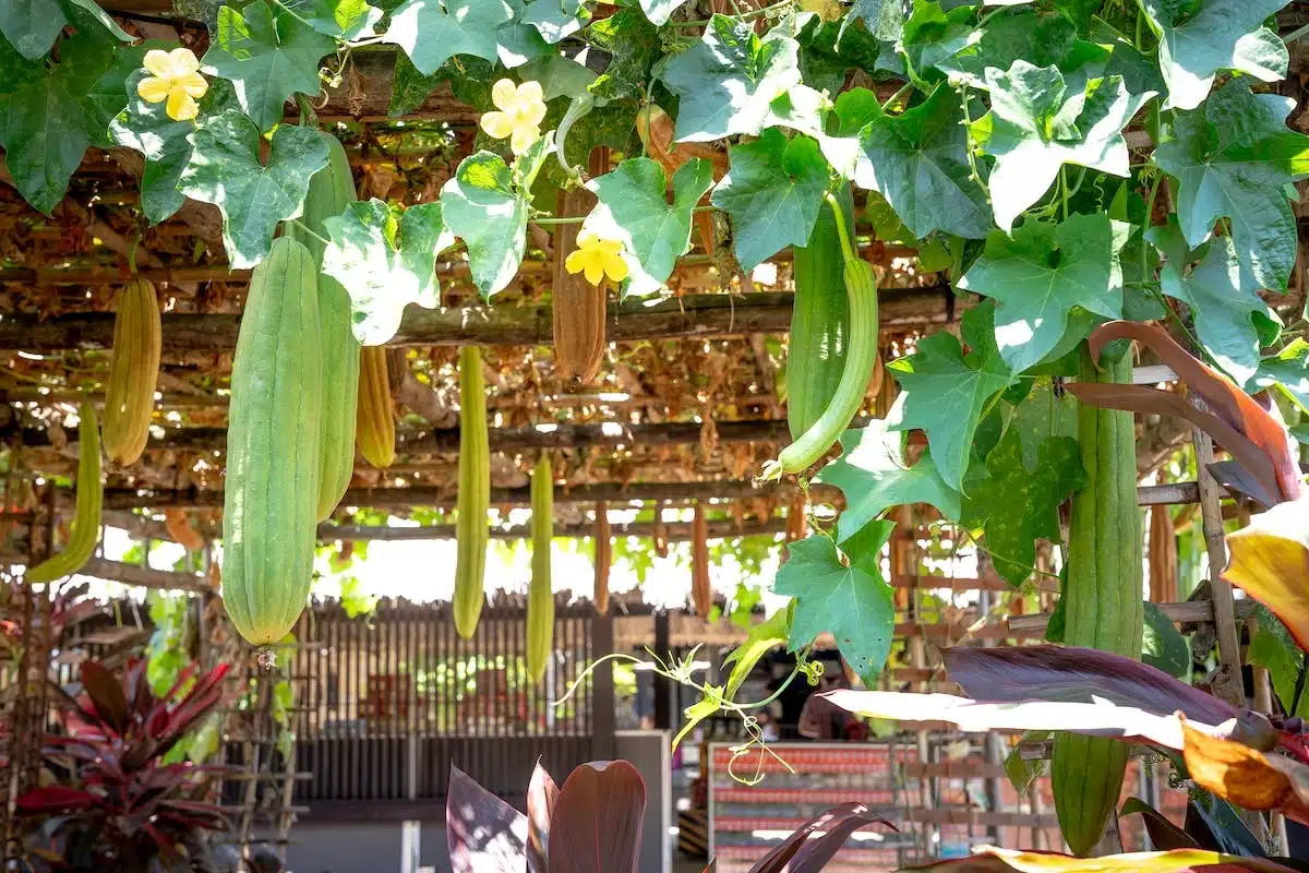 légumes exotiques