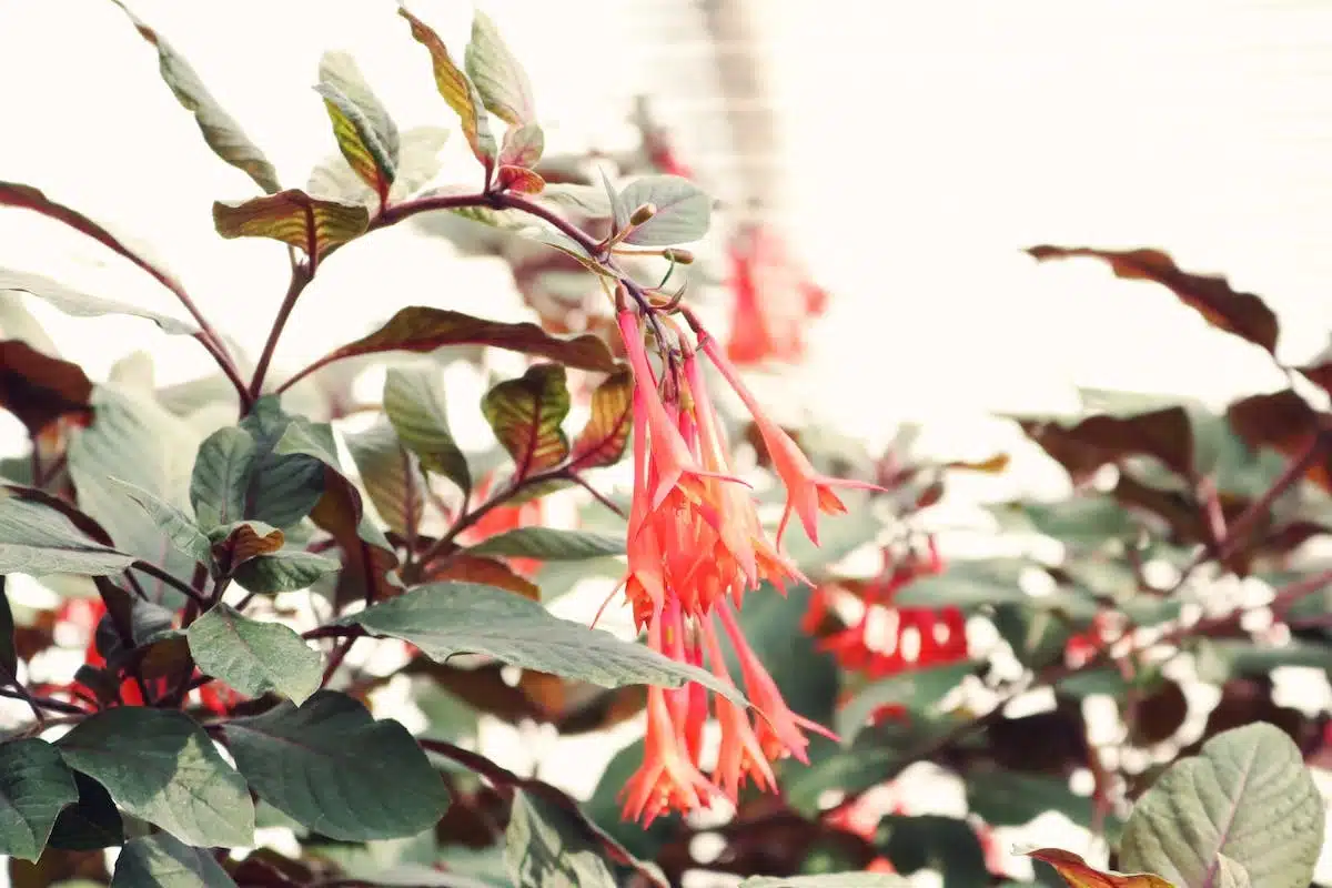 fleurs grimpantes