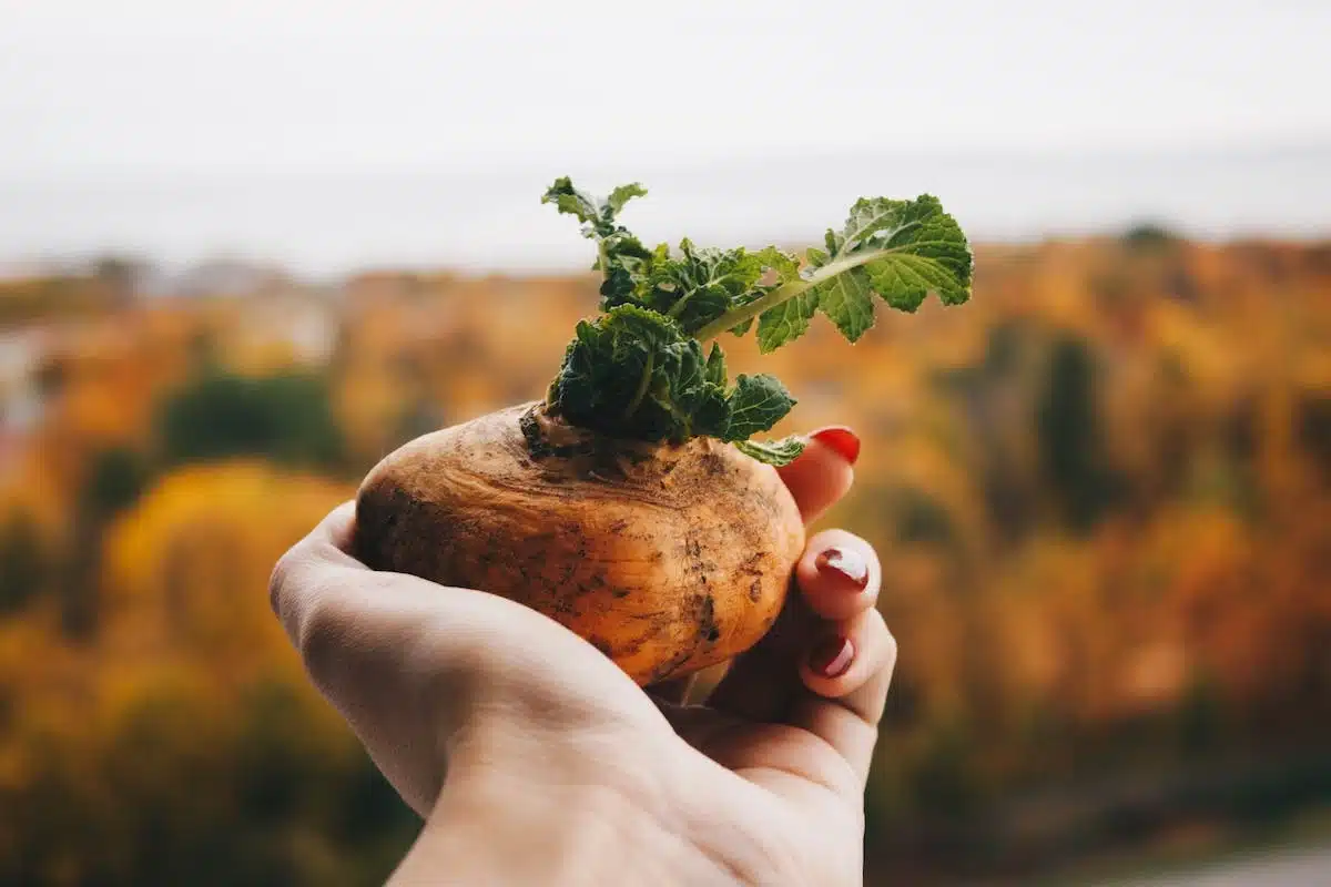 paillage potager