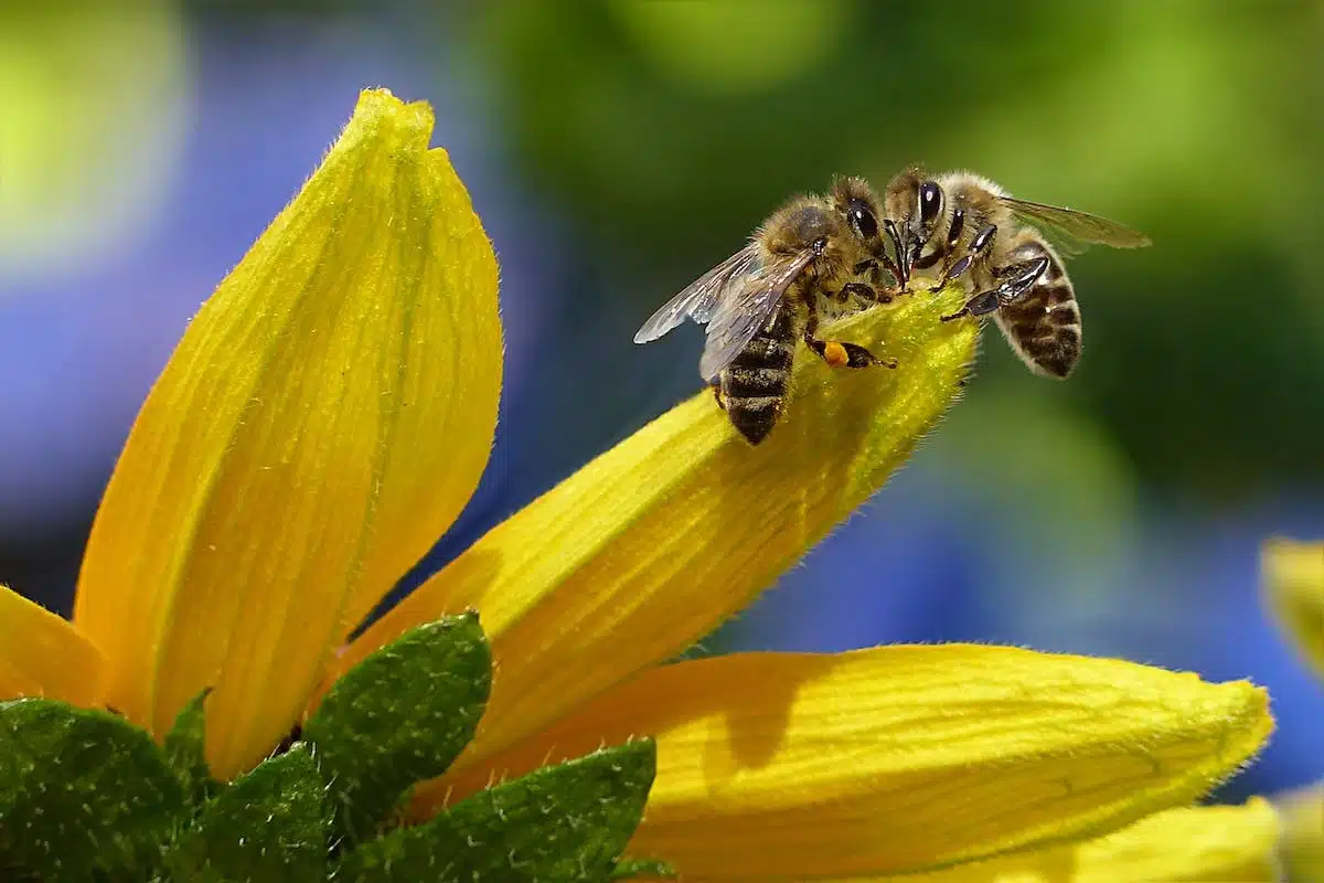 abeille fleurs