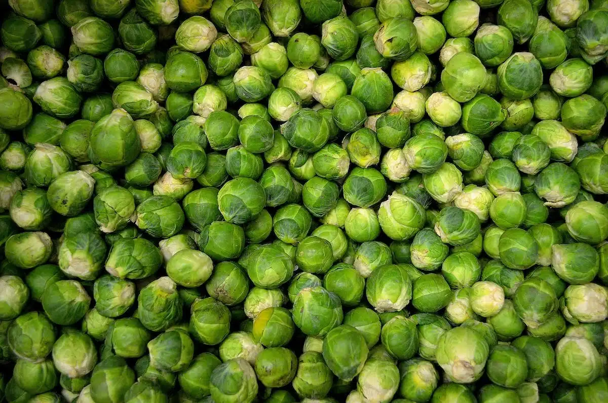 potager saisonnier