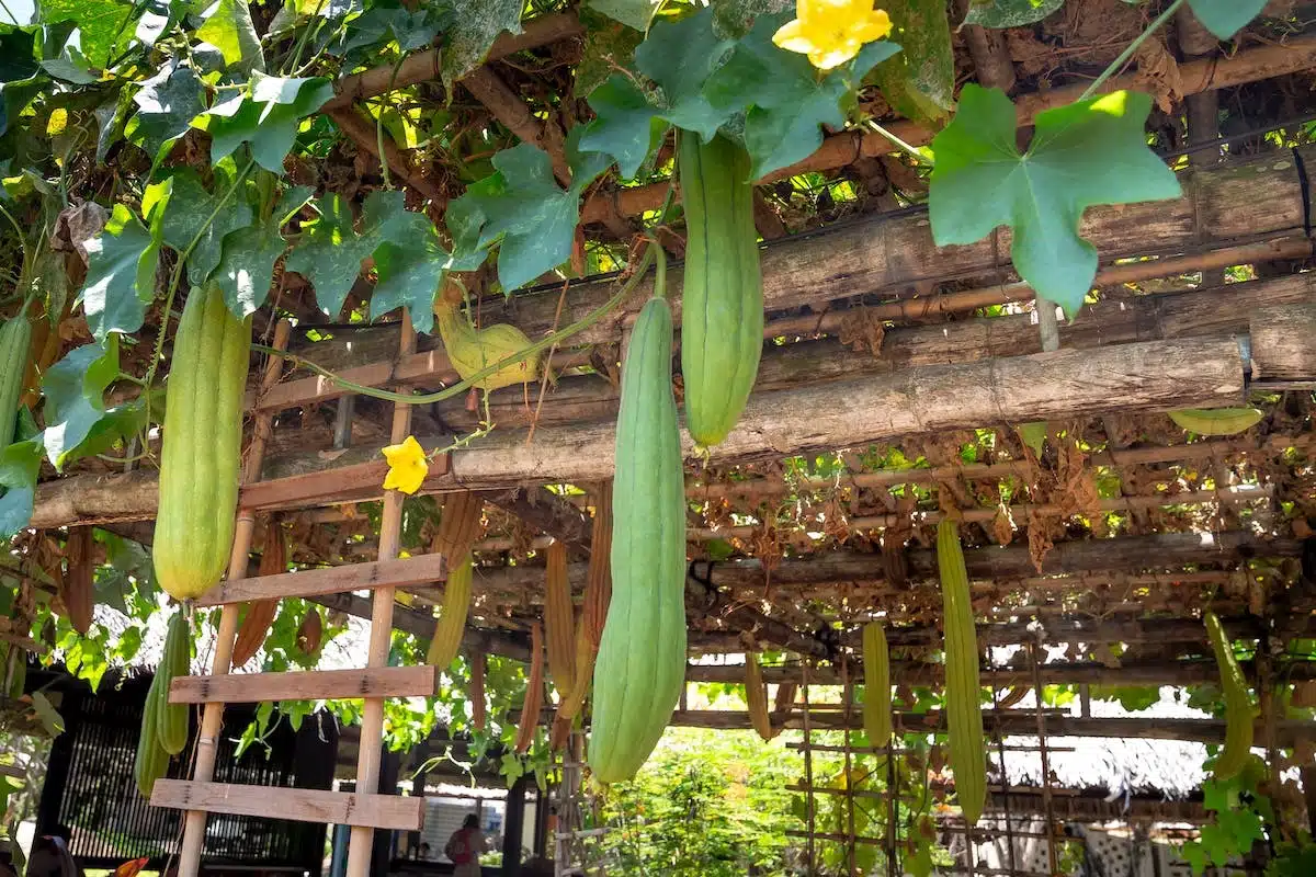 potager  été