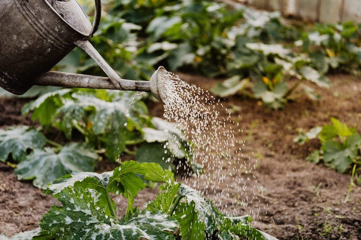 potager  fertilisation