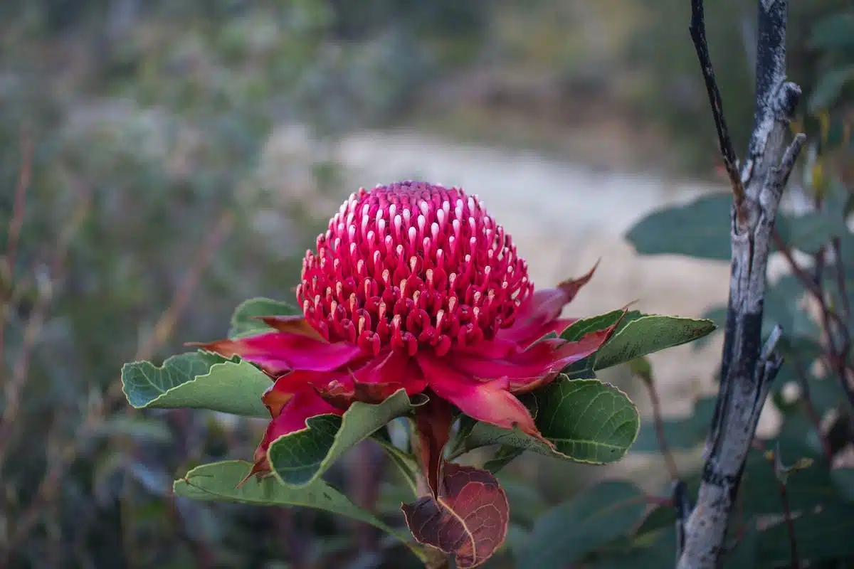 fleurs indigènes