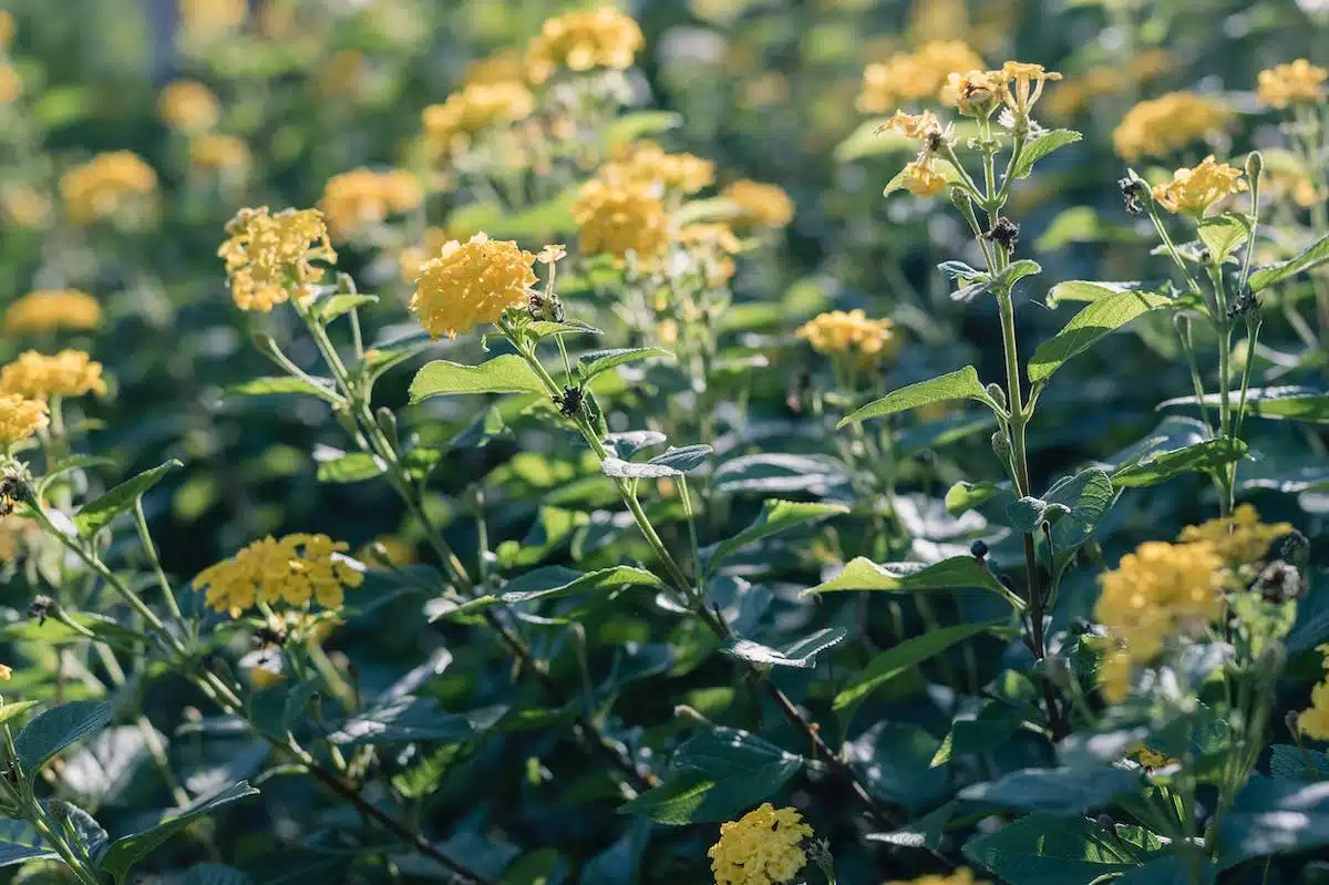 jardin pollinisateur