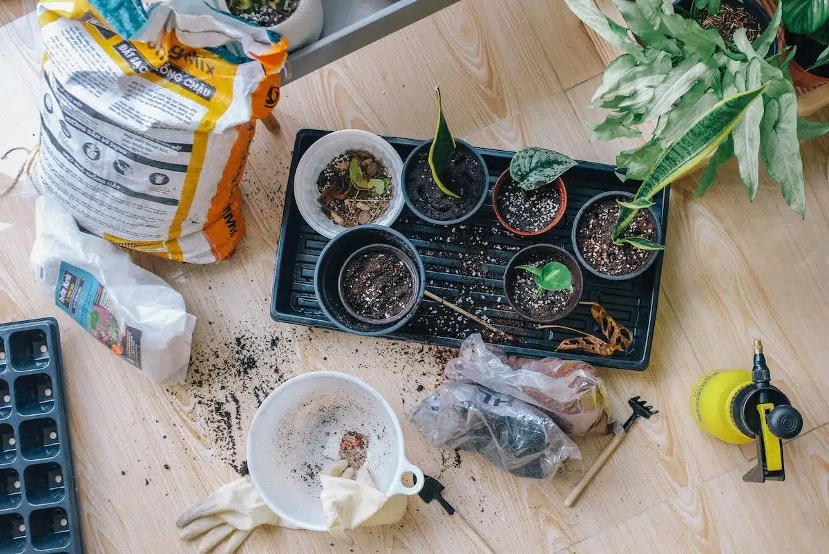 potager  rotation