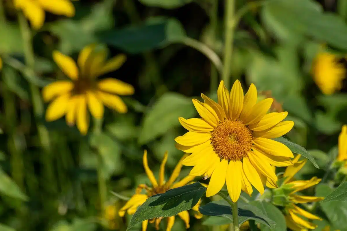 permaculture  fleurs