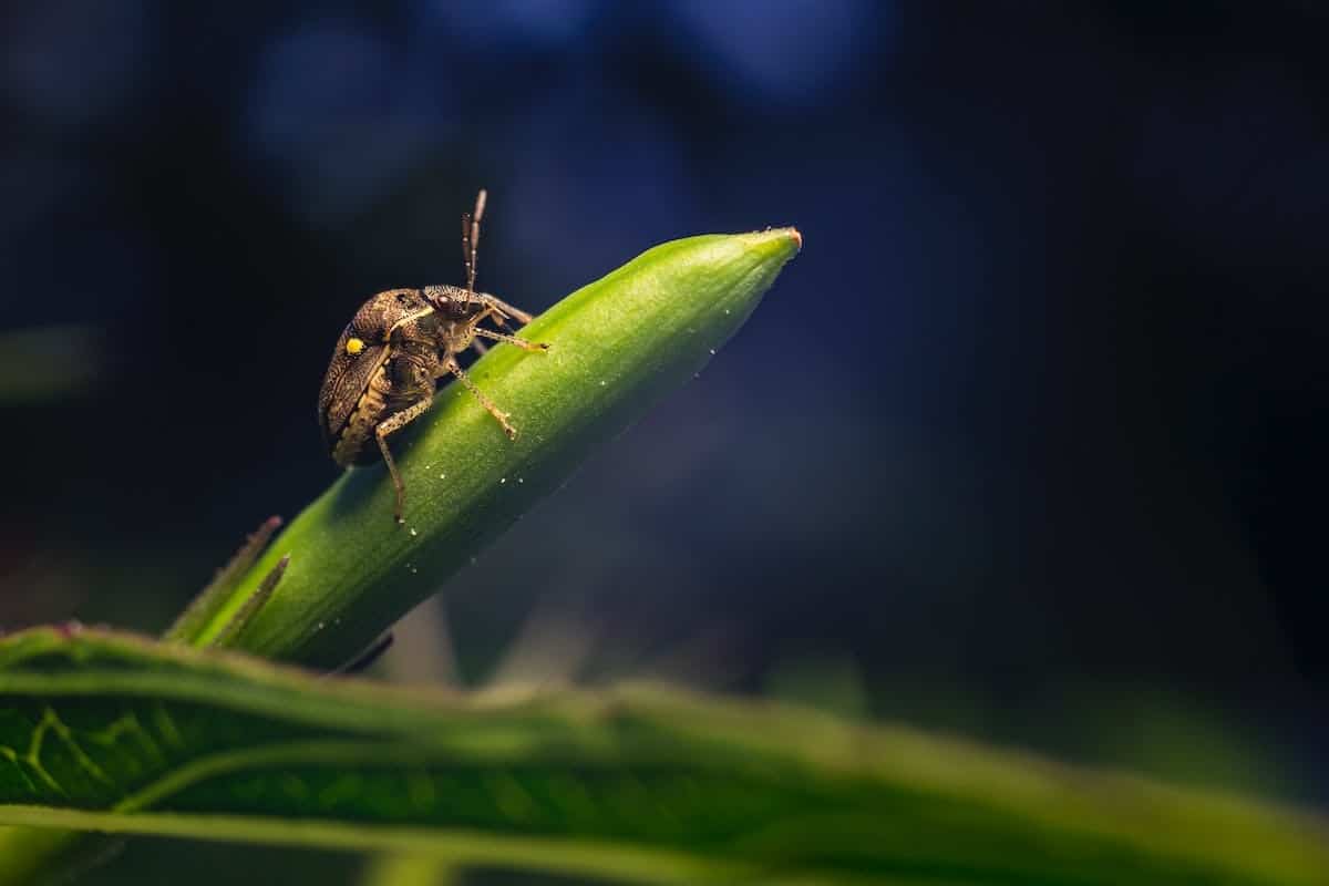 insectes jardin