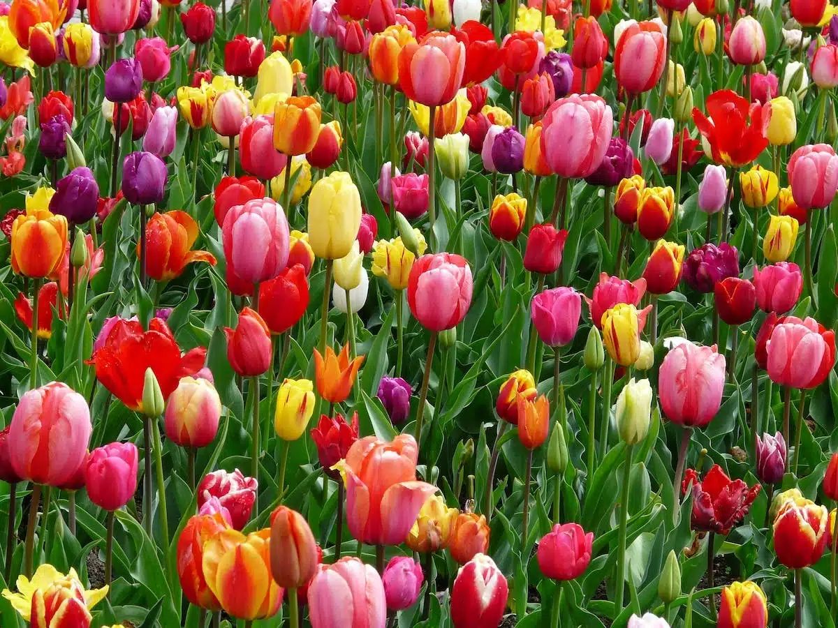 jardin romantique
