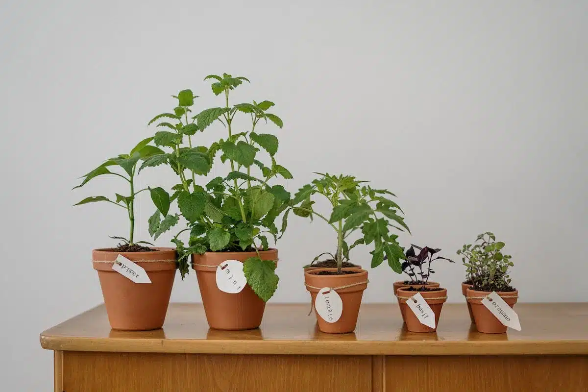 potager  accessoires