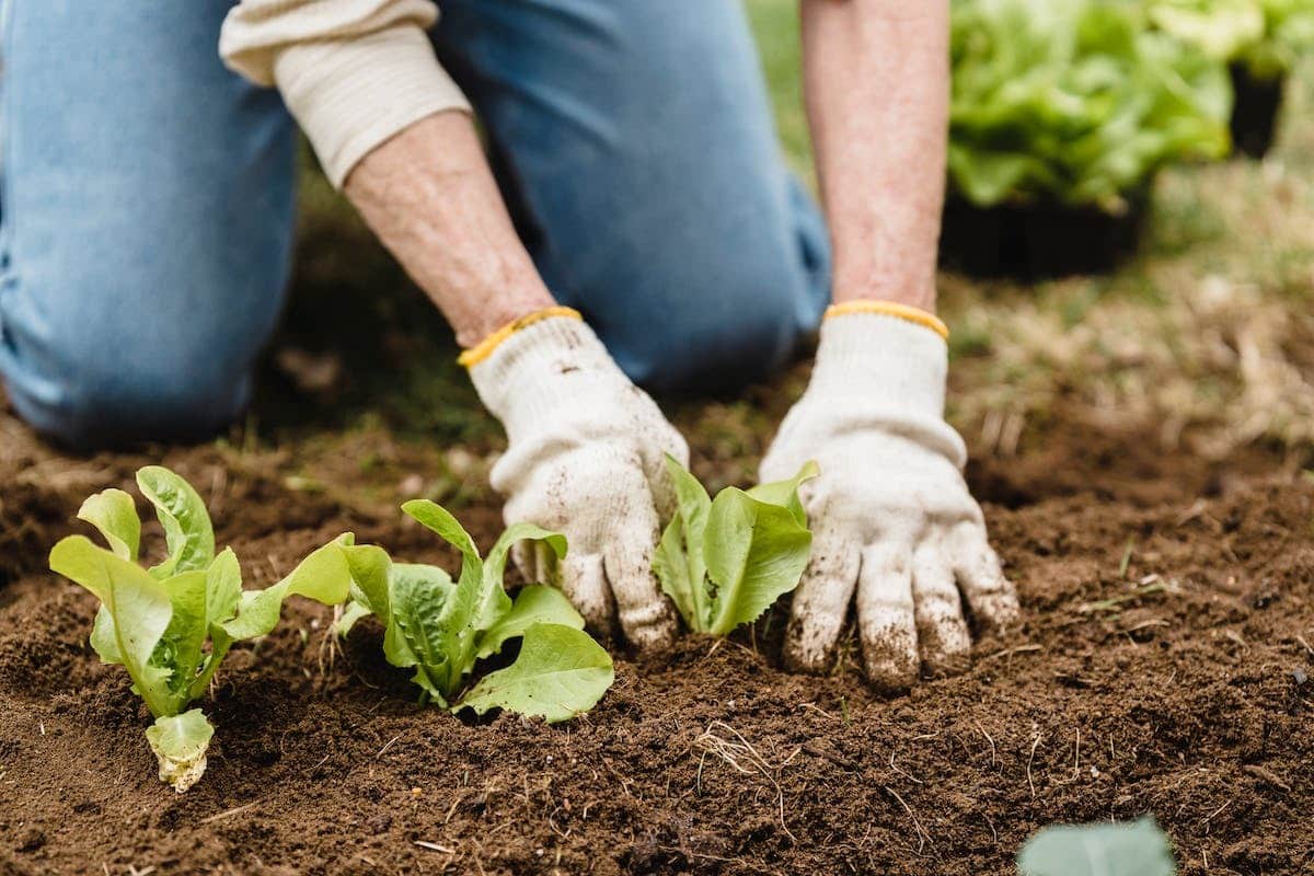 jardin potager