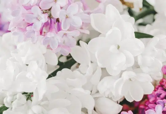 jasmin