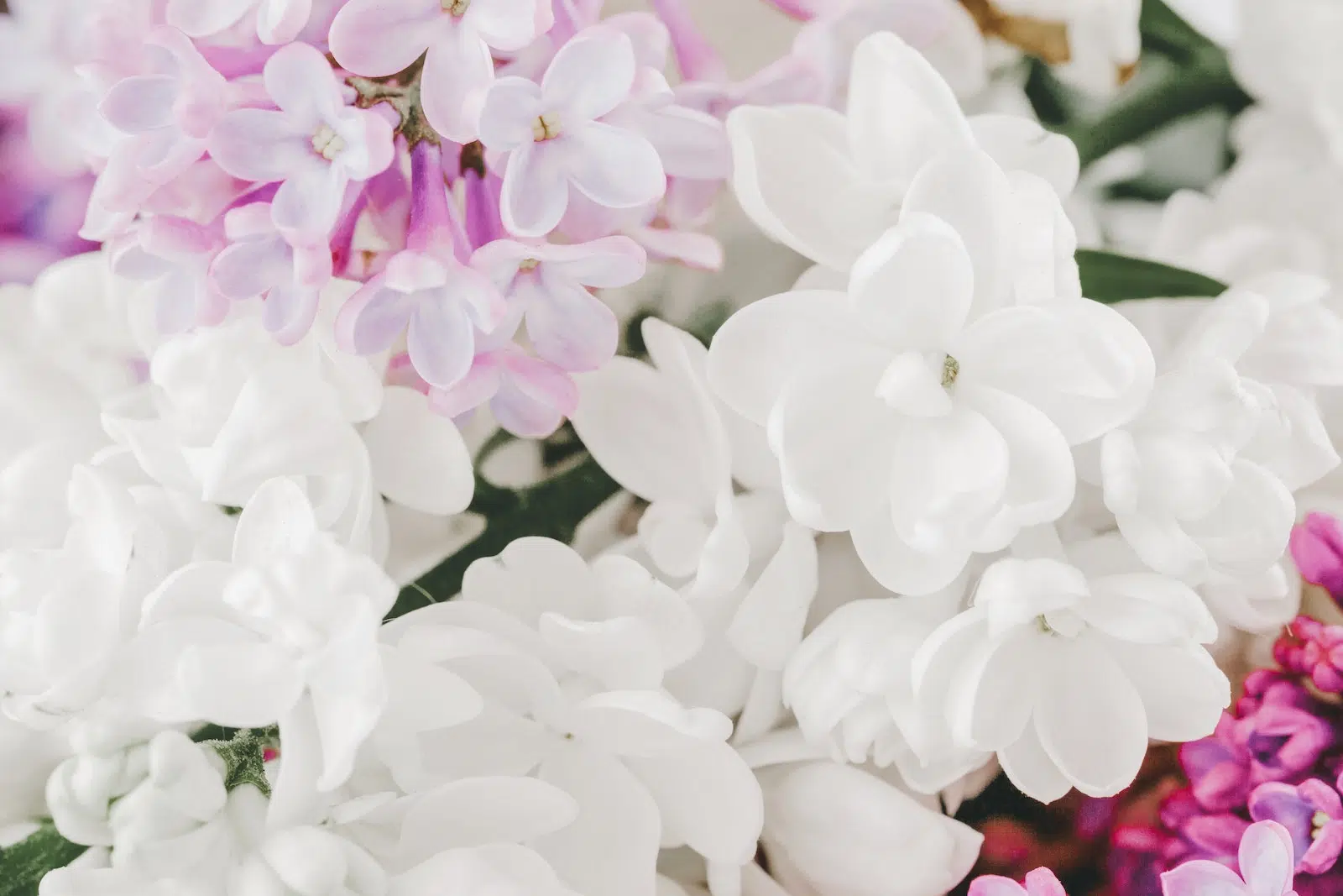 jasmin