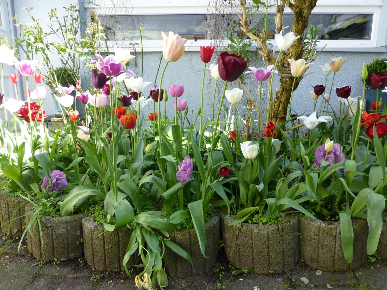 Quelle est la meilleure période pour planter des tulipes