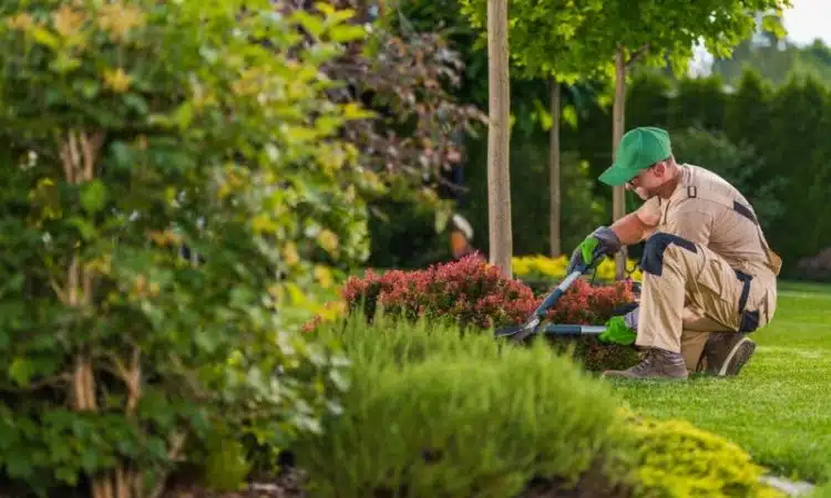 Comment devenir jardinier professionnel