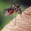 Comment se protéger efficacement des moustiques