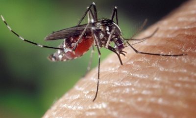 Comment se protéger efficacement des moustiques