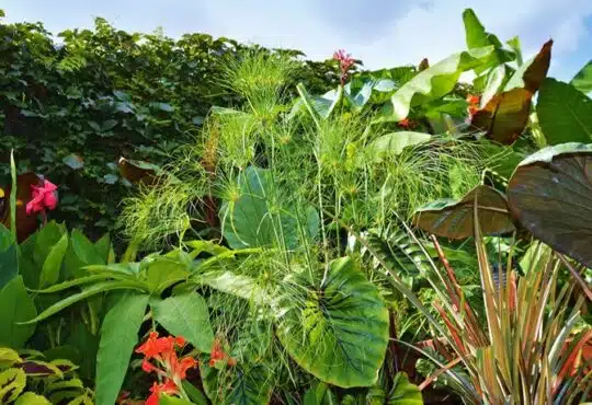 Comprendre et appliquer la règle de palmier pour un jardin tropical réussi