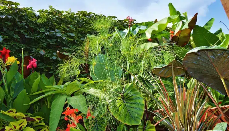 Comprendre et appliquer la règle de palmier pour un jardin tropical réussi