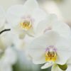 Les variétés d'orchidées à découvrir