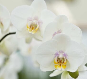 Les variétés d'orchidées à découvrir