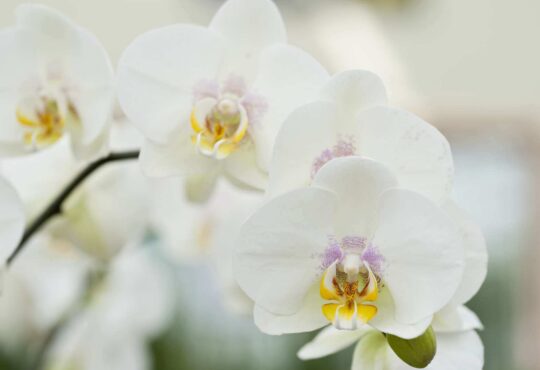 Les variétés d'orchidées à découvrir