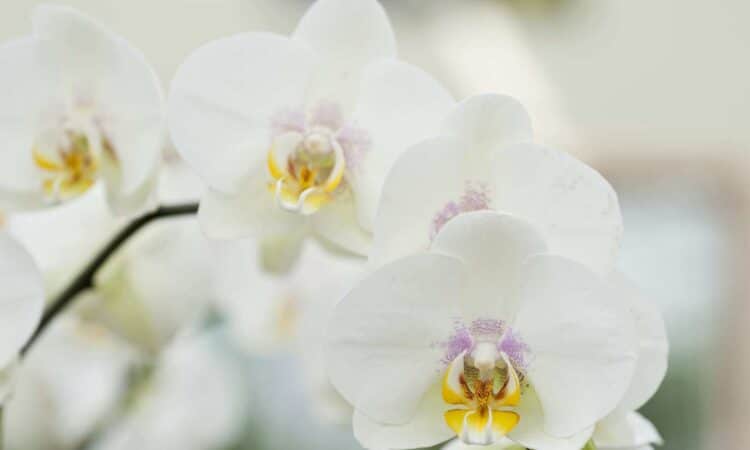 Les variétés d'orchidées à découvrir