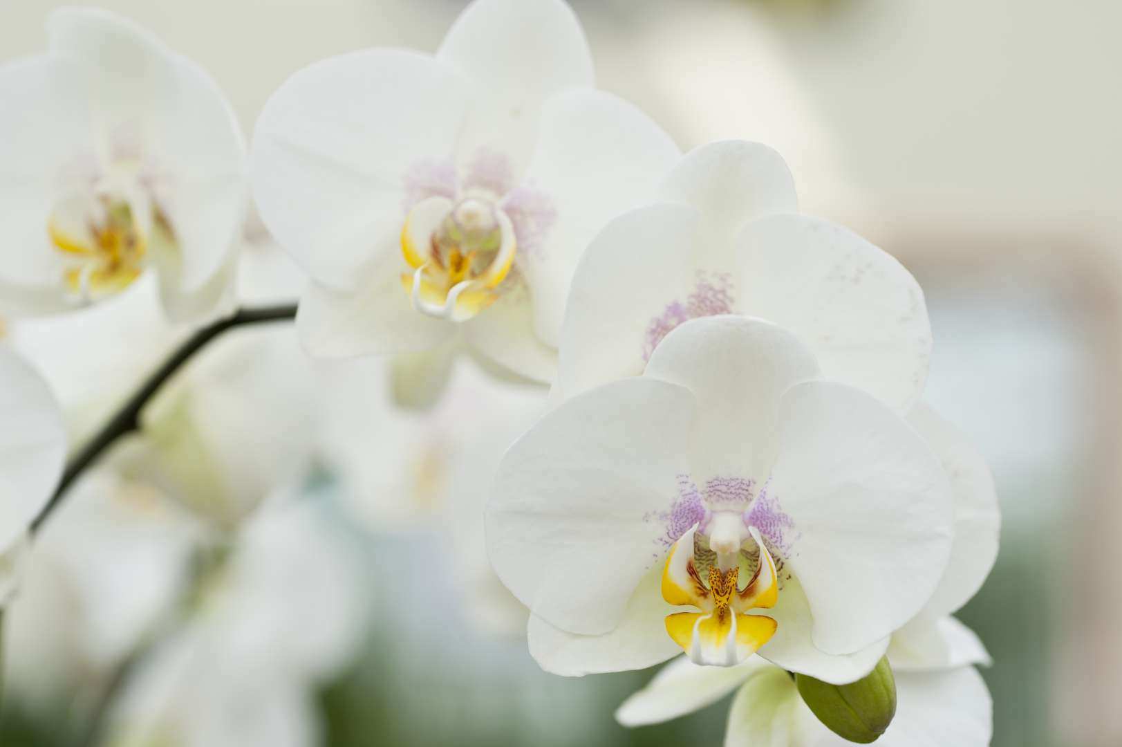 Les variétés d'orchidées à découvrir