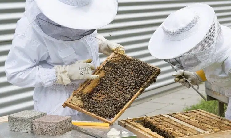 Des apiculteurs