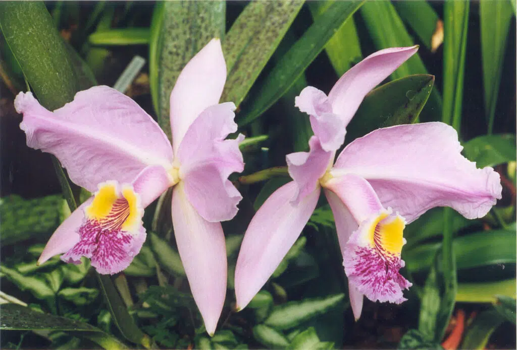 La belle orchidée cattleya