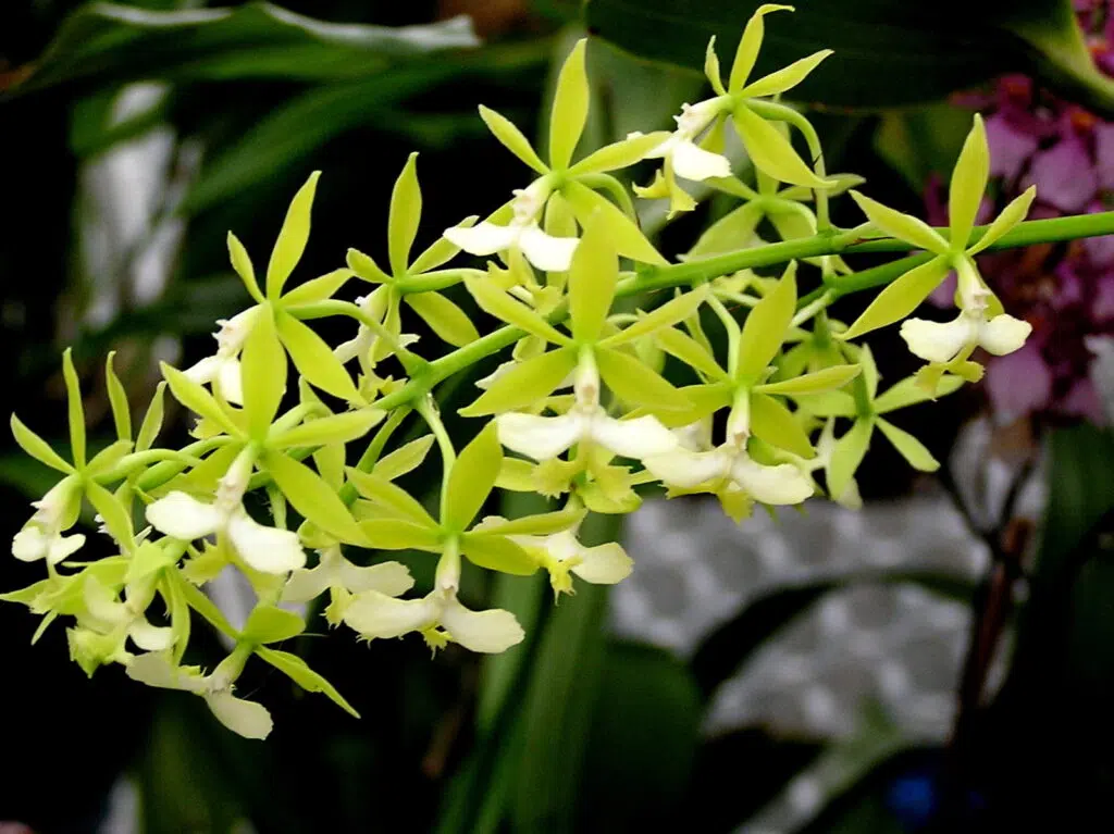 La variété Epidendrum