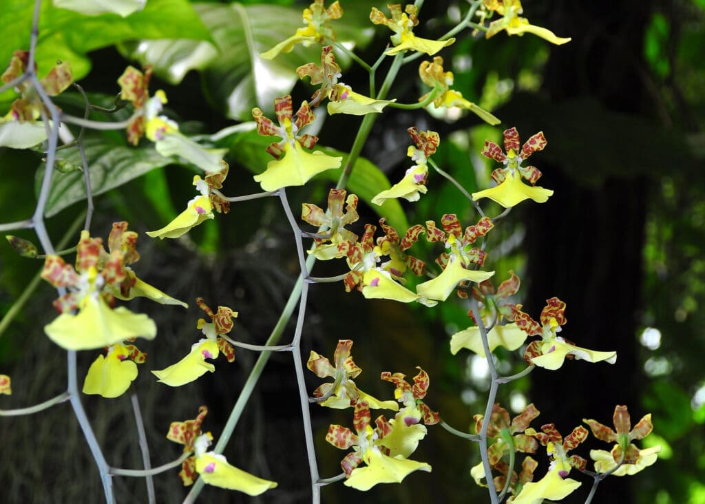 La variété oncidium d'orchidée