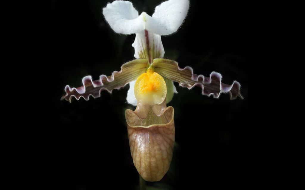 Un insecte posé sur une orchidée