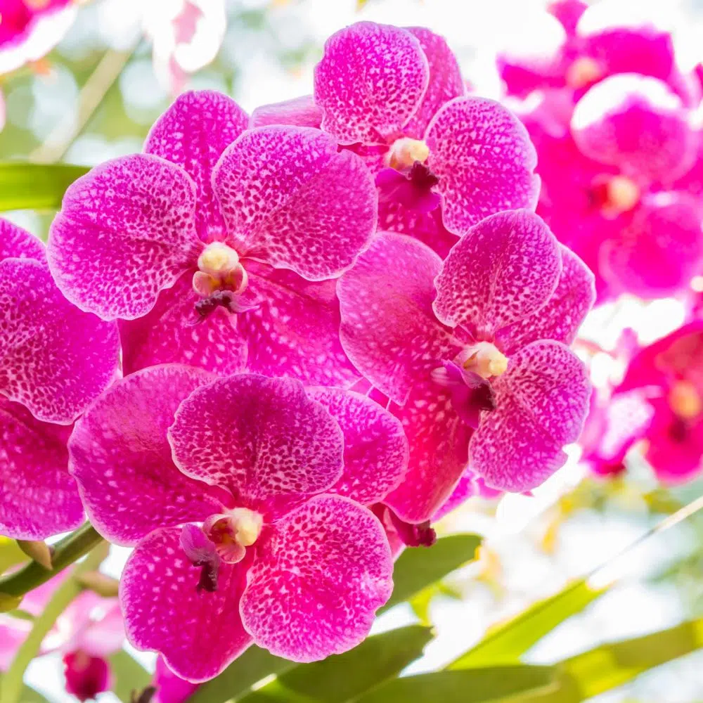 Une fleur d'orchidée de couleur rose