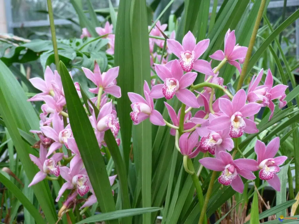 La variété cymbidium