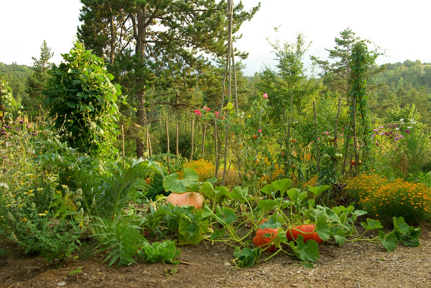 Jardin écologique