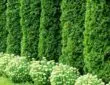 Quels sont les bienfaits du thuya Emeraude