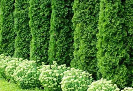 Quels sont les bienfaits du thuya Emeraude