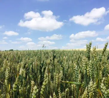 champ de blé