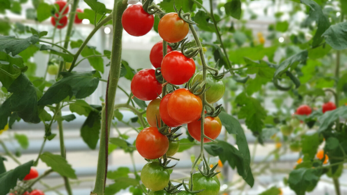 Choisir le bon emplacement pour vos plants de tomates