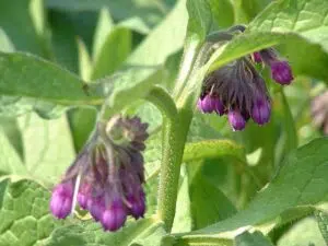 consoude de russie pour votre jardin