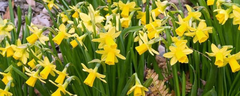 Faut Il Couper Les Iris Après Floraison