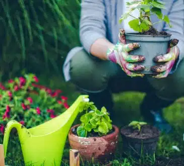 débuter le jardinage