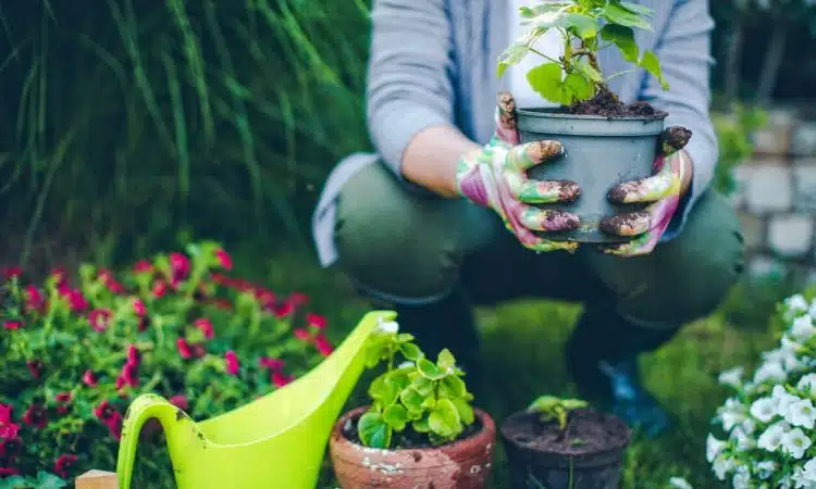 débuter le jardinage