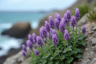 Fleurs sauvages violettes de staticé (Limonium) poussant sur des rochers côtiers avec la mer turquoise en arrière-plan